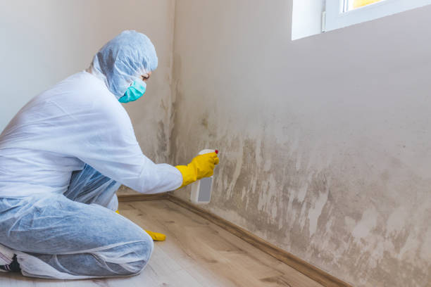 Licensed Basement Mold Remediation service in Spotsylvania, VA - Car Mold Remediation