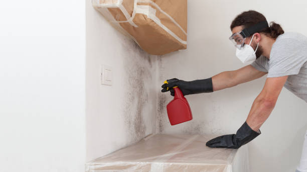 Professional Basement Mold Remediation technician working in Spotsylvania, VA