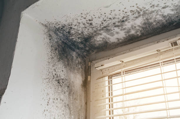Affordable Basement Mold Remediation solutions in Spotsylvania, VA