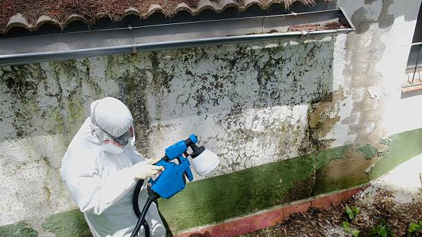 Top rated local Basement Mold Remediation specialists in Spotsylvania, VA